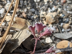 Sidotheca emarginata