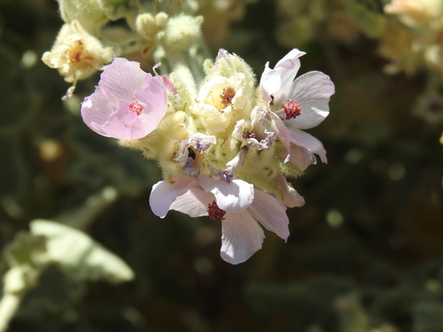 Image of Malacothamnus fremontii by no rights reserved