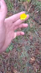 Ranunculus illyricus