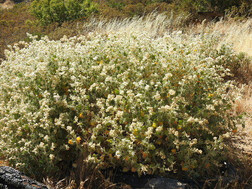 Image of Malacothamnus fremontii by no rights reserved