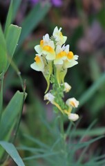 Linaria vulgaris