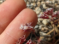 Sidotheca emarginata