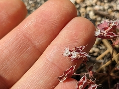 Sidotheca emarginata