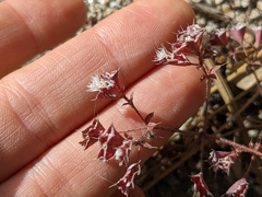 Sidotheca emarginata