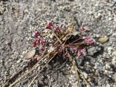 Sidotheca emarginata