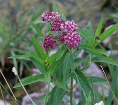 Asclepias incarnata