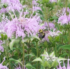 Bombus bimaculatus