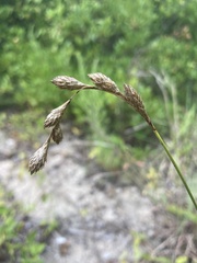 Carex silicea