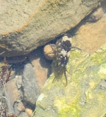 Hyalidae