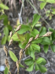 Carex silicea