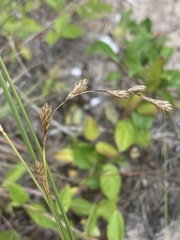 Carex silicea