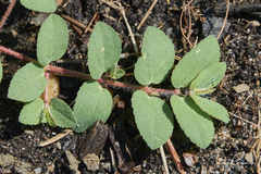 Euphorbia vermiculata