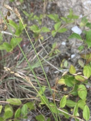 Carex silicea