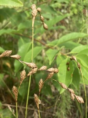 Carex silicea