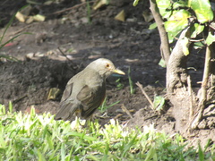 Turdus rufiventris