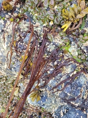 Nemalion vermiculare