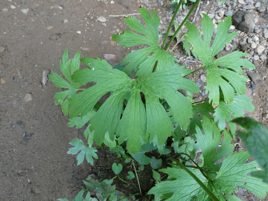 Carolina bugbane from Garrett County, MD, USA on July 16, 2022 at 06:25 ...