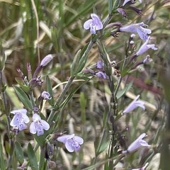 Hedeoma hyssopifolia