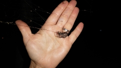 Araneus bicentenarius