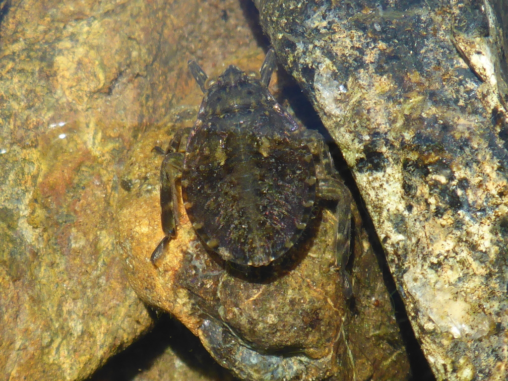 Abedus indentatus from Stanislaus, California, United States on July 15 ...