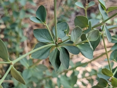 Euphorbia lurida