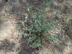 Euphorbia lurida