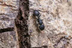 Cataulacus granulatus