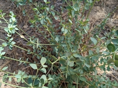 Euphorbia lurida