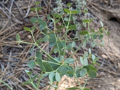 Euphorbia lurida
