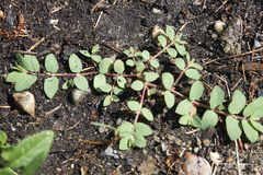 Euphorbia vermiculata