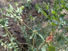 Euphorbia lurida