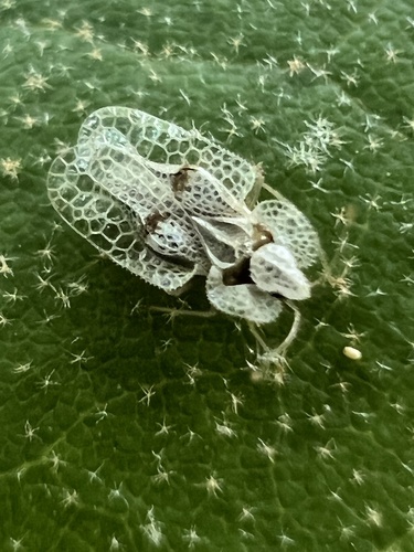 Sycamore lace bug