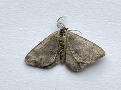 Macaria loricaria