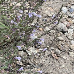 Hedeoma hyssopifolia