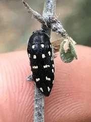 Acmaeodera delumbis