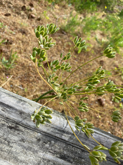 Lomatium nudicaule