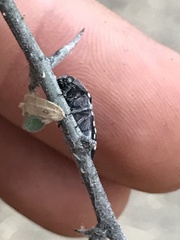 Acmaeodera delumbis