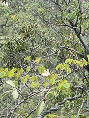 Bauhinia coulteri