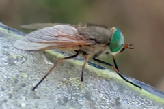 Tabanus nigrovittatus