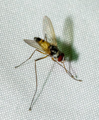 Cholomyia
