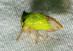 Stictocephala militaris