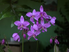 Spathoglottis unguiculata