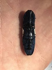 Chalcolepidius apacheanus