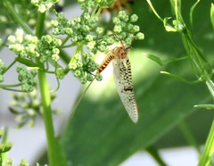 Ephemera vulgata