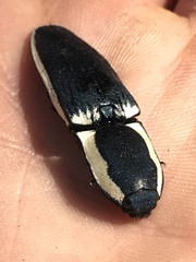 Chalcolepidius apacheanus