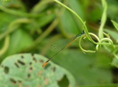 Leptobasis vacillans