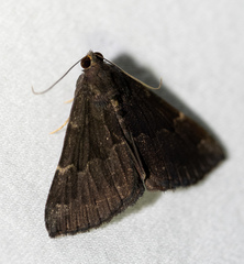 Hypena bijugalis