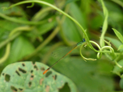 Leptobasis vacillans