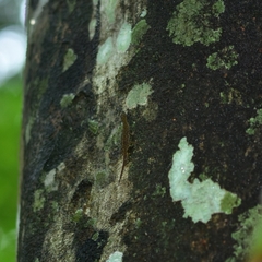Cnemaspis littoralis