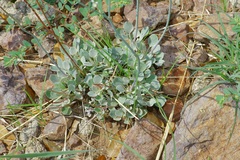 Eriogonum tenellum